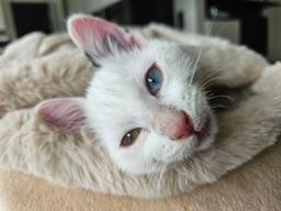 Castiel