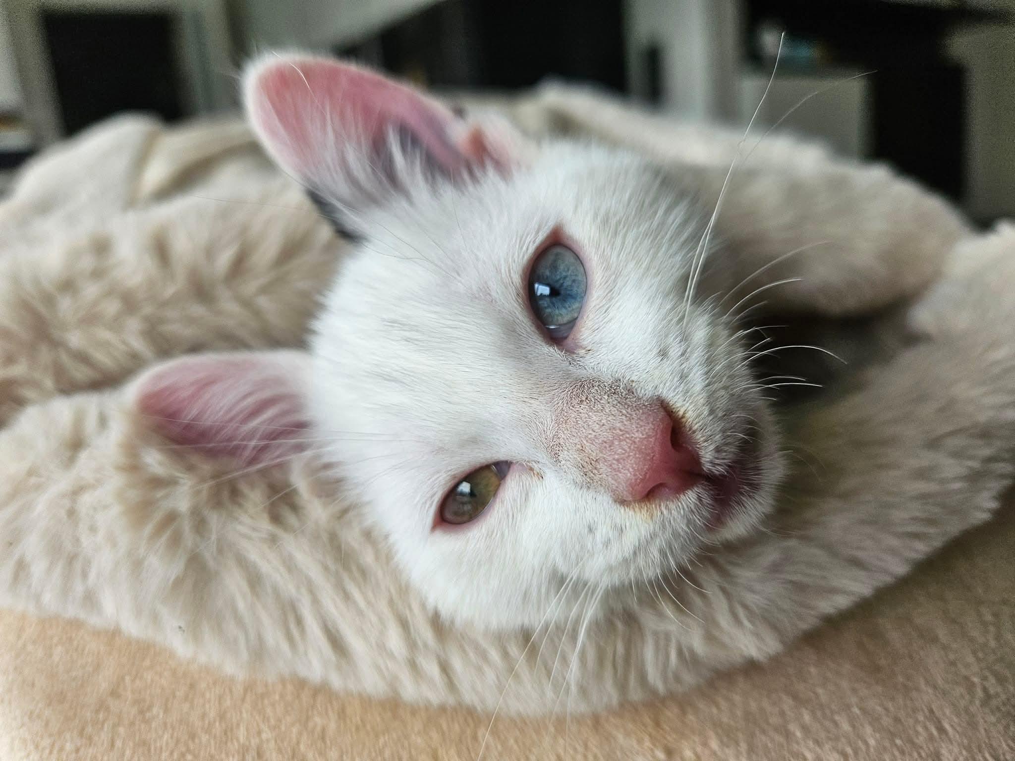 Castiel