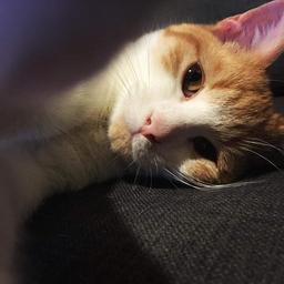 Albus
